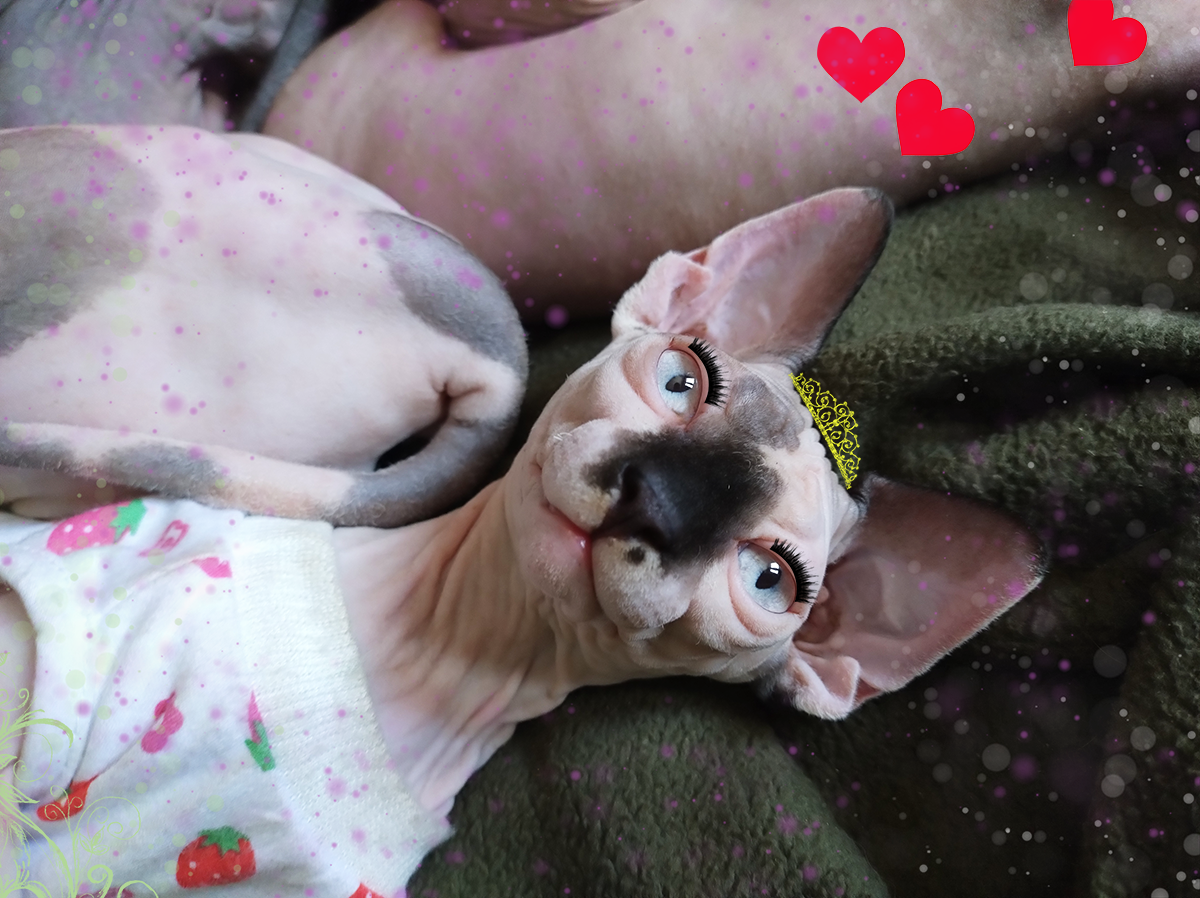 Una gata sphynx acostada con ropa. corazones