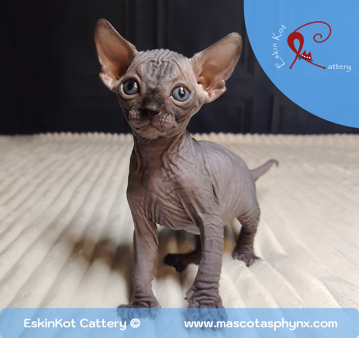 Gato sphynx (esfinge) color chocolate parado en una cobija mirando fijamente la cámara