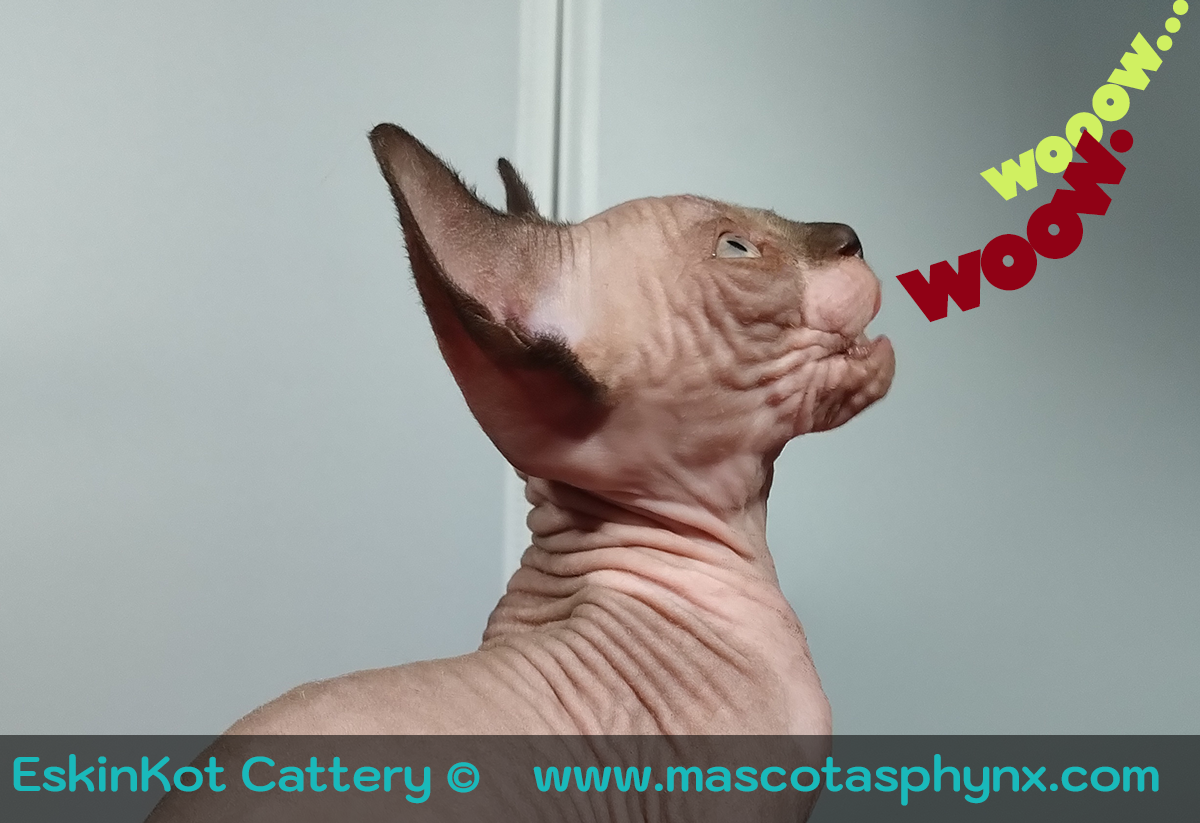 Gatos sphynx: la personalidad extrovertida de "perros-gato"