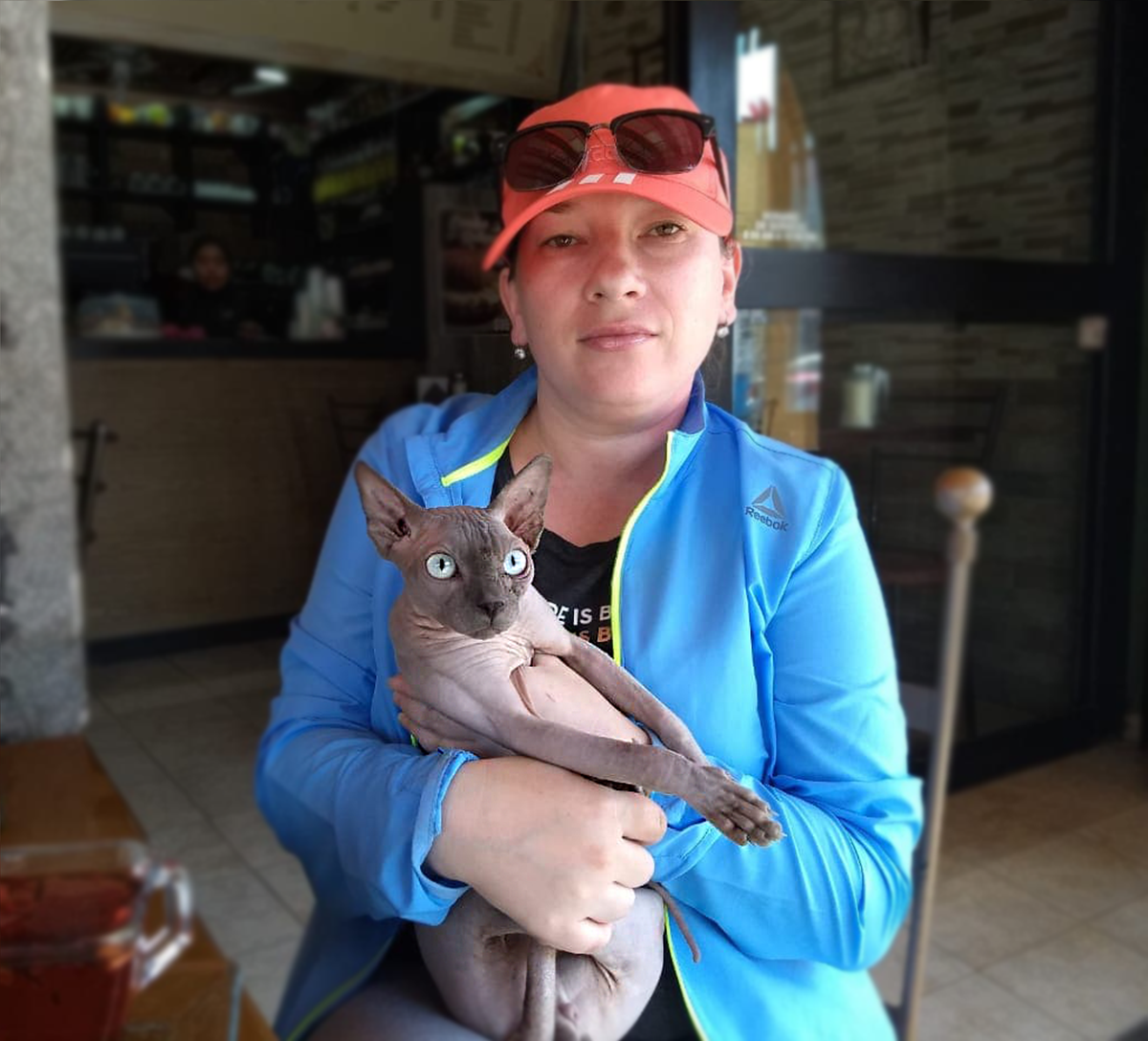 El LifeStyle del gato sphynx: ¡serás el centro de atención!