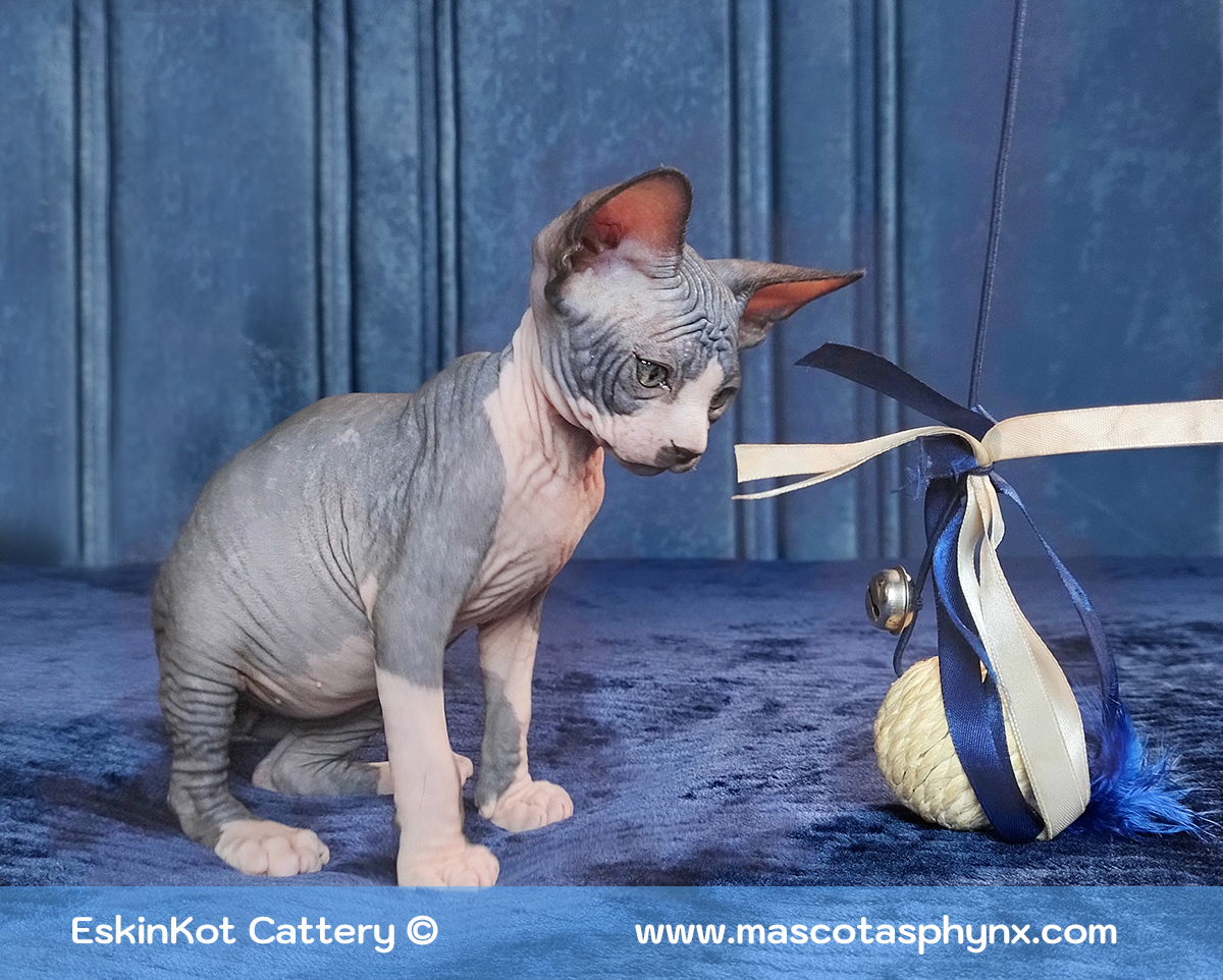 Un gato sphynx bicolor jugando