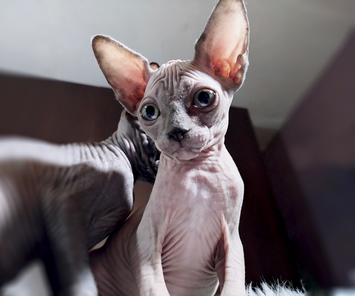 ¿Por qué dos gatos negros pueden tener descendencia de color lila?