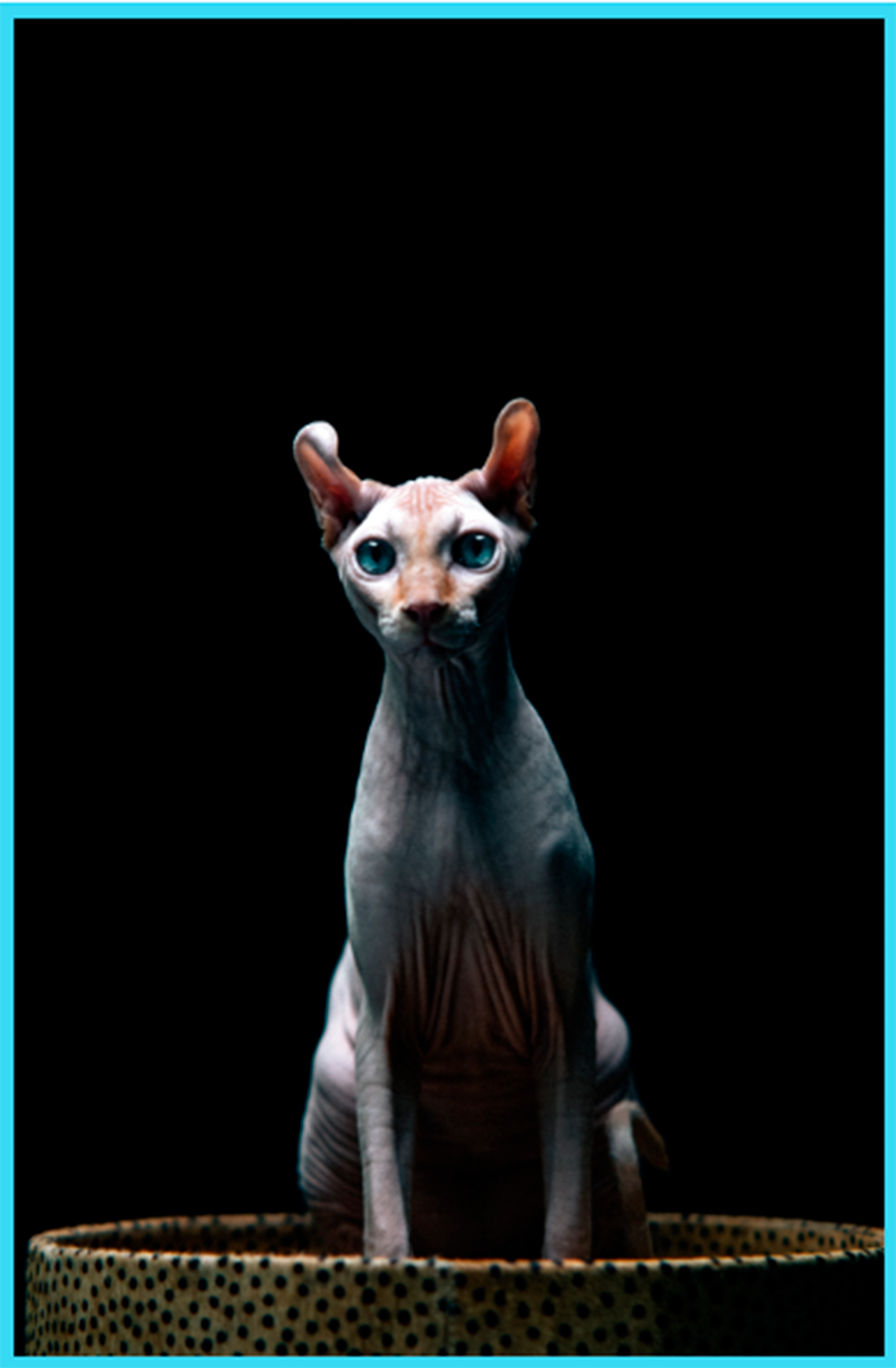 Gato Elfo en fondo negro