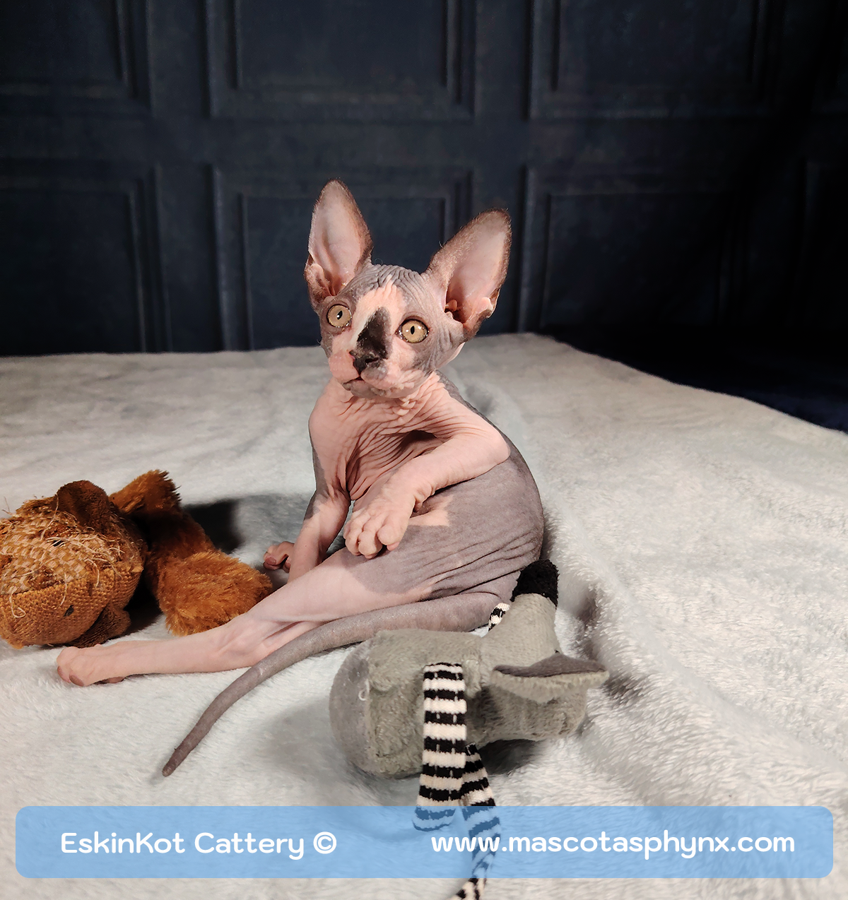 12 Razones por las que el Sphynx es ¡el gato más divertido del mundo!