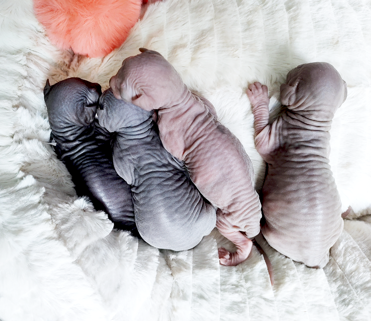 Gatos sphynx de color negro, azul y lila