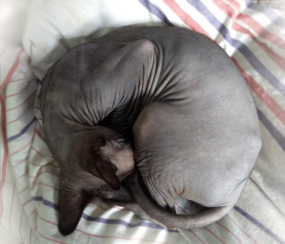 Gato sphynx durmiendo enrollado en la cama (de EskinKot Cattery)