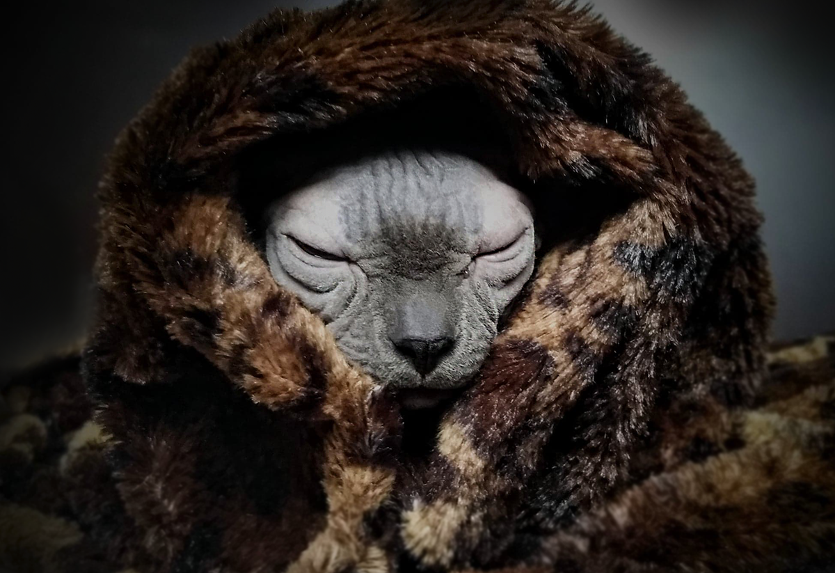 Canasta o casa...qué prefiere un gato?