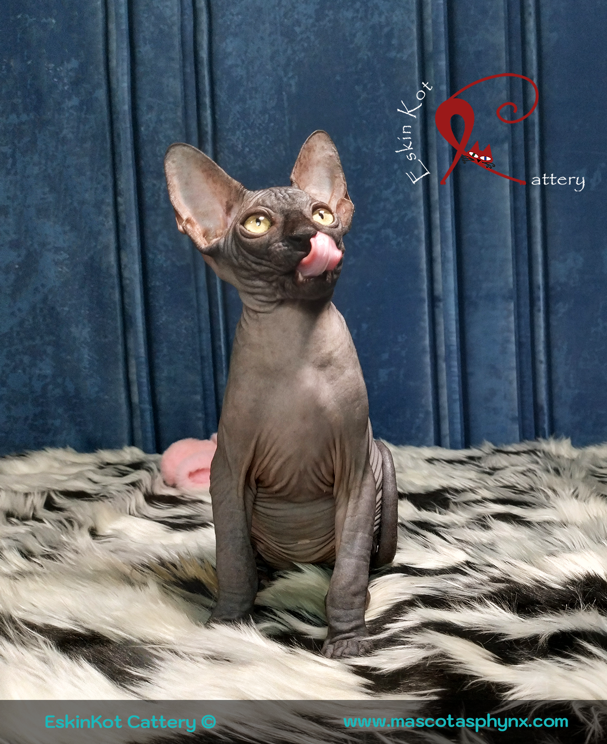 un gato negro sphynx sacó la lengua