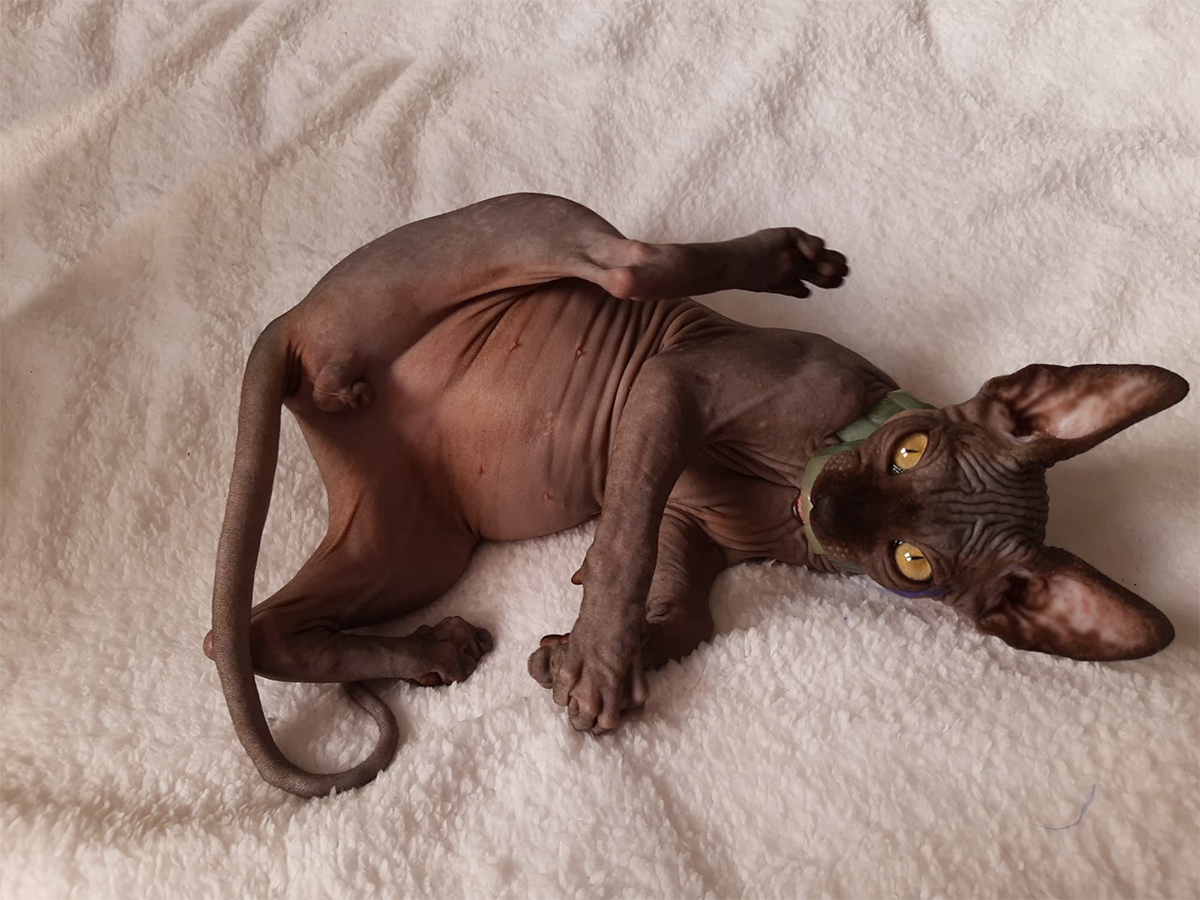 Cuidados del gato sphynx