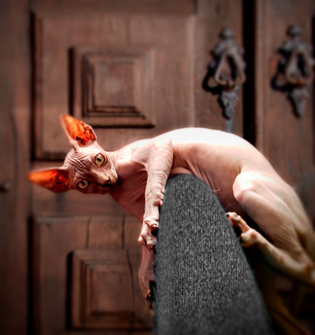 Gato sphynx: (11 razones para tener uno)!