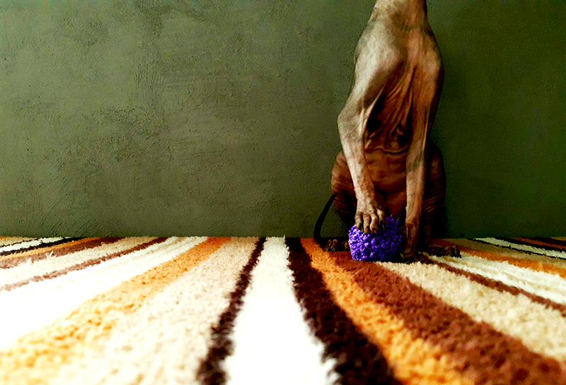 Un gatos sphynx (esfinge) jugando al futbol