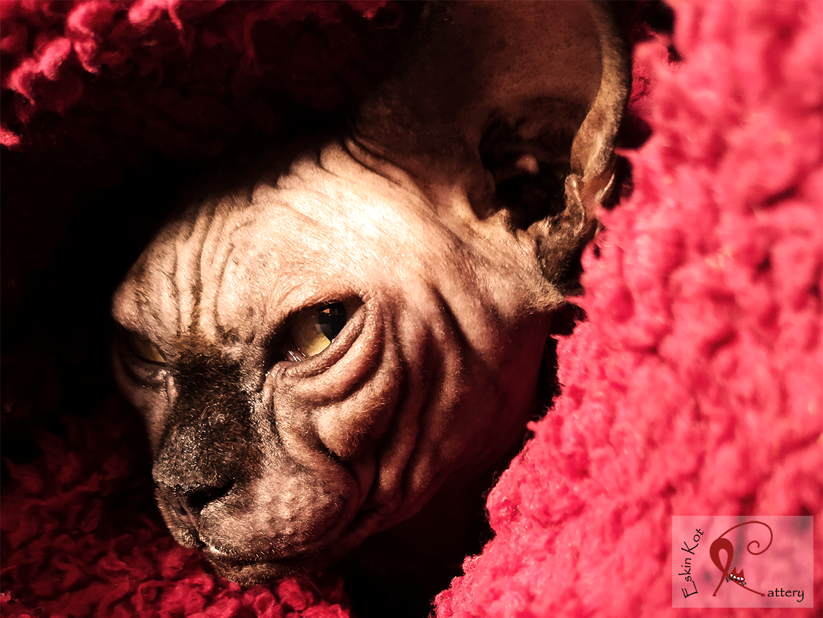 Gato sin pelo: sus características