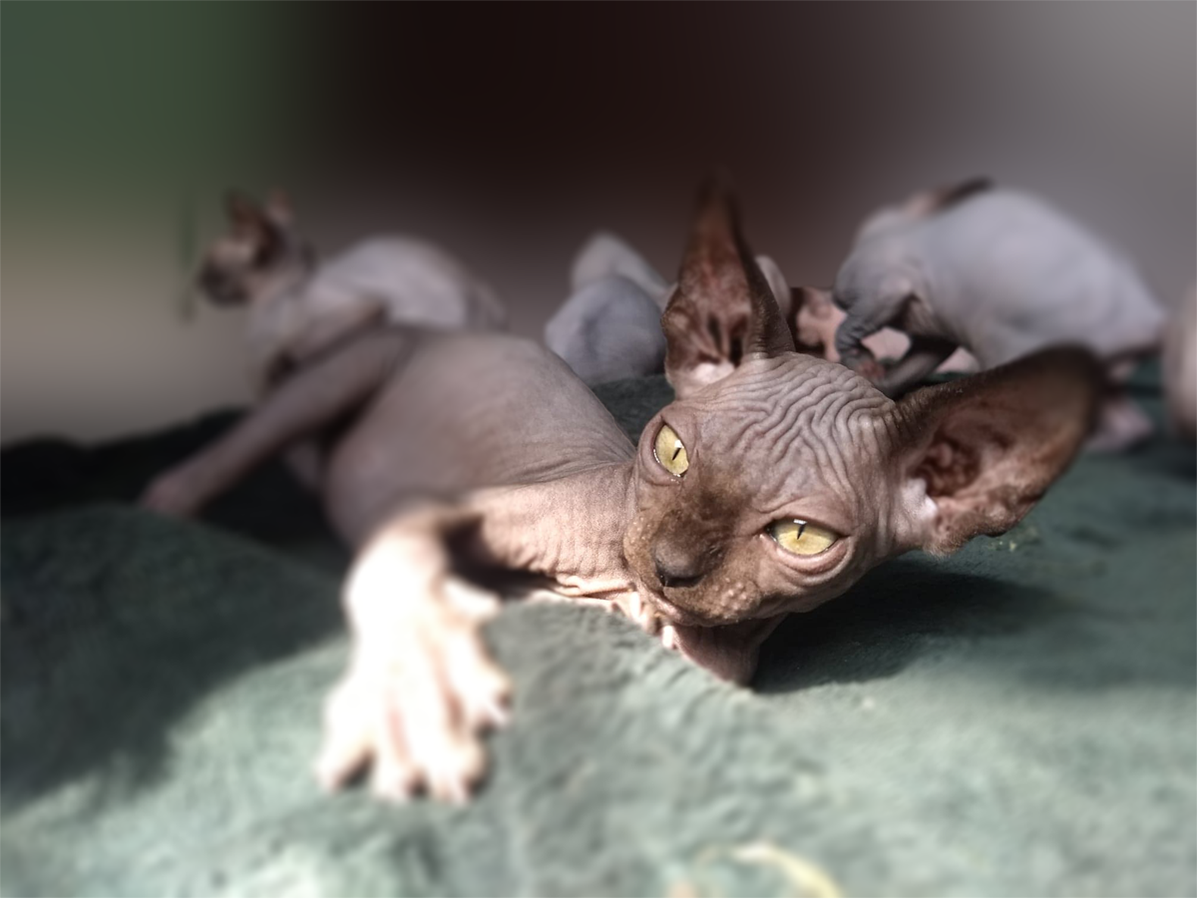 Gatos sphynx negro en el sol
