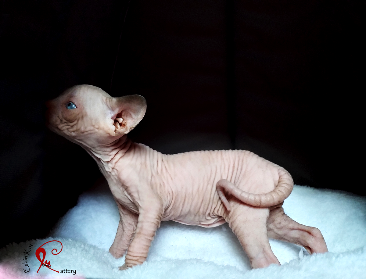 Un gato sphynx seal point con manchas blancas