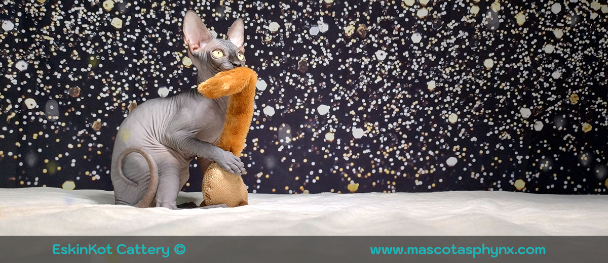 12 Razones por las que los Gatos son Terapeutas del Alma!