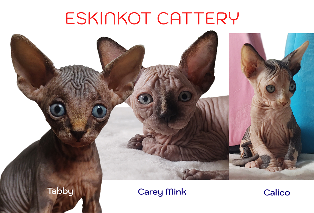 Tabla visual de colores de gatos sphynx: tabby, carey mink y calico