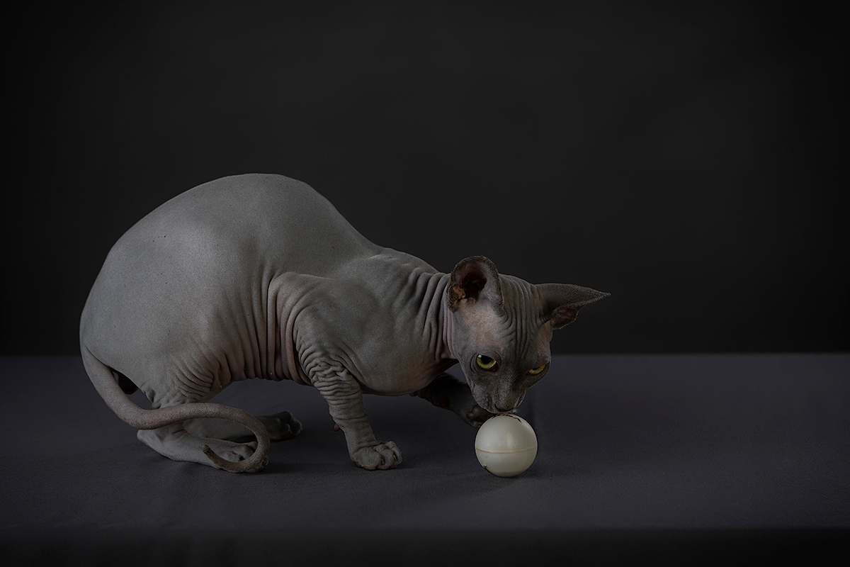 Sphynx: Piel perfecta!
