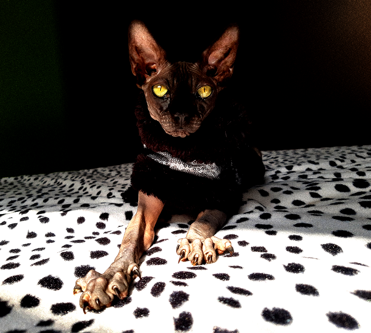 Las uñas del gato sphynx