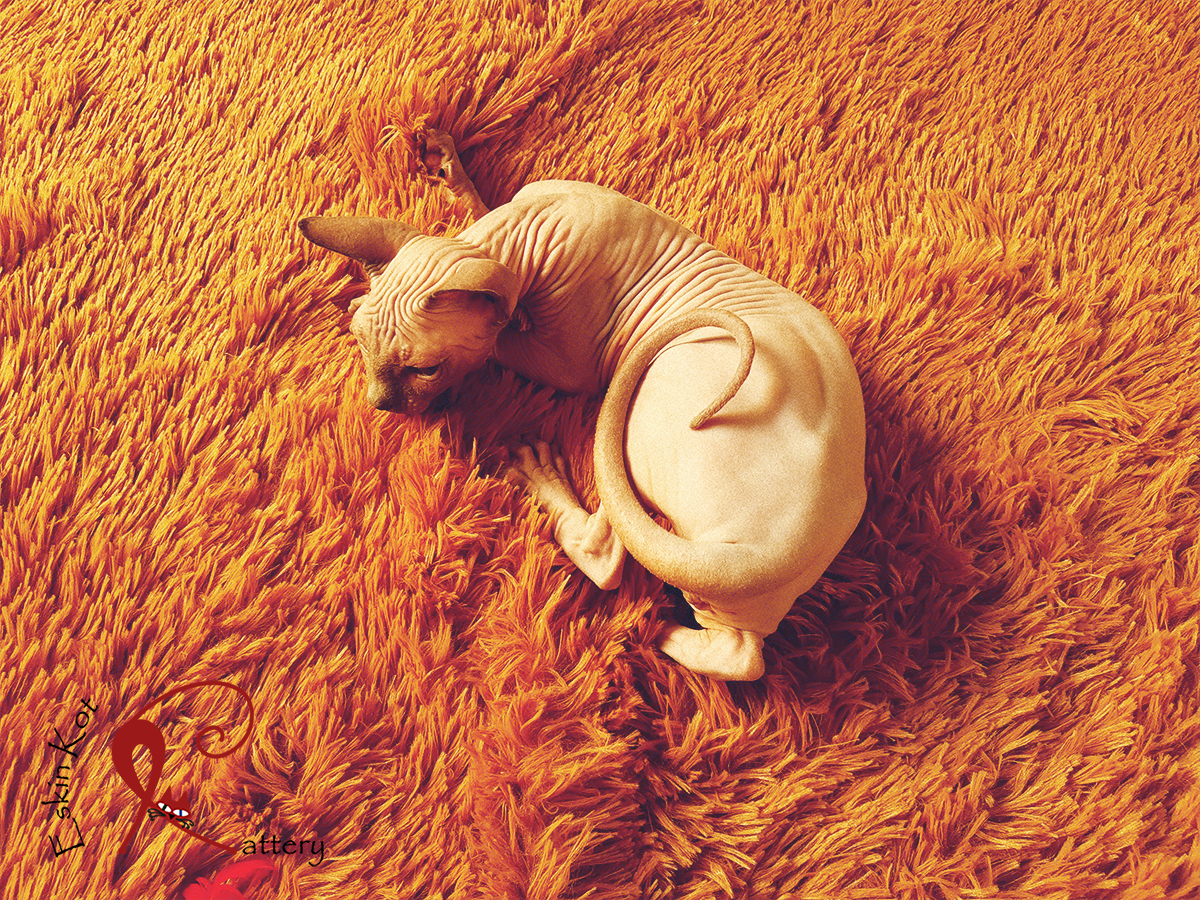 Gato sphynx: ¿se puede llevar a la calle?