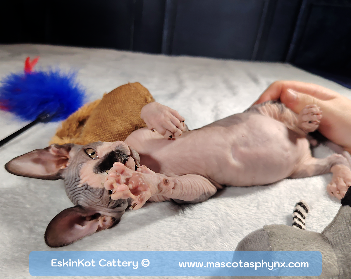 gato sphynx bicolor acostado estirando pata enseñando sus almohadillas