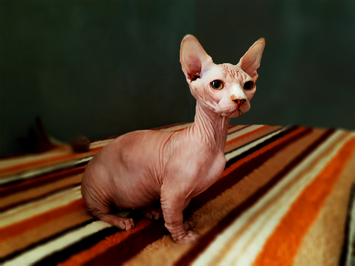 Gato bambino sin pelo de color rojo en una manta rayada