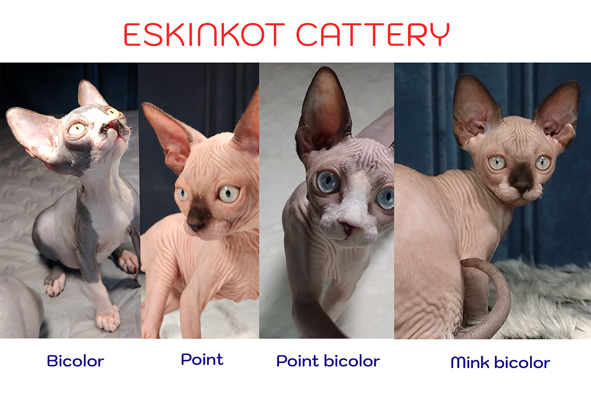 Tabla visual de colores de gatos sphyhnx: bicolor, point, point bicolor y mink bicolor