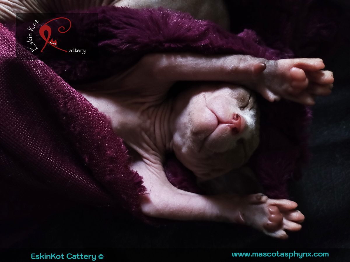 Un gato sphynx bebe durmiendo entre las cobijas, patas arriba