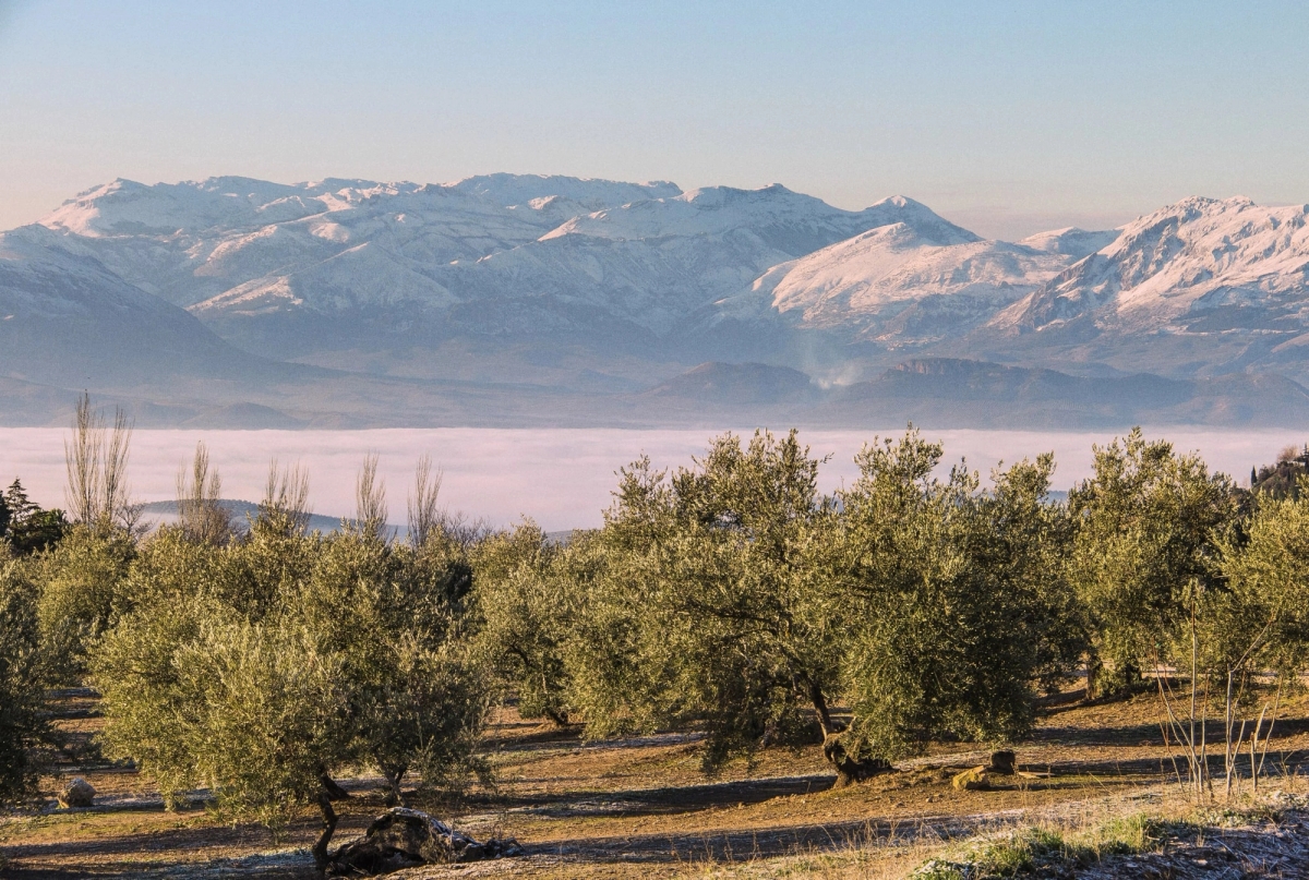 Graza Spanish olive orchard in foreground with mountains in background
