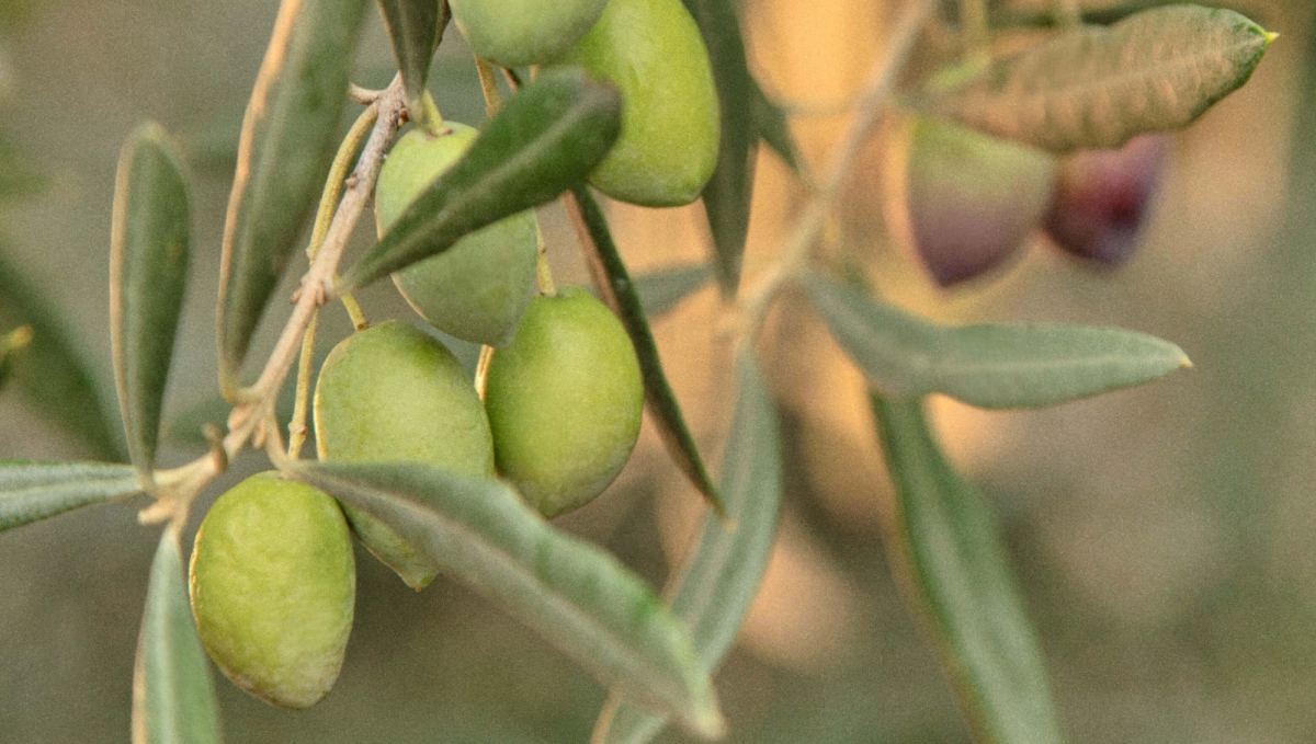 Graza olive oil trees close up 