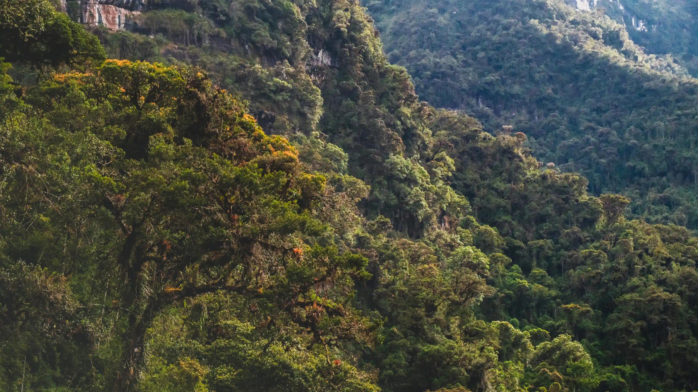 Cloud forest surrounding the Laguna de los Cóndores in Leymebamba, Peru
