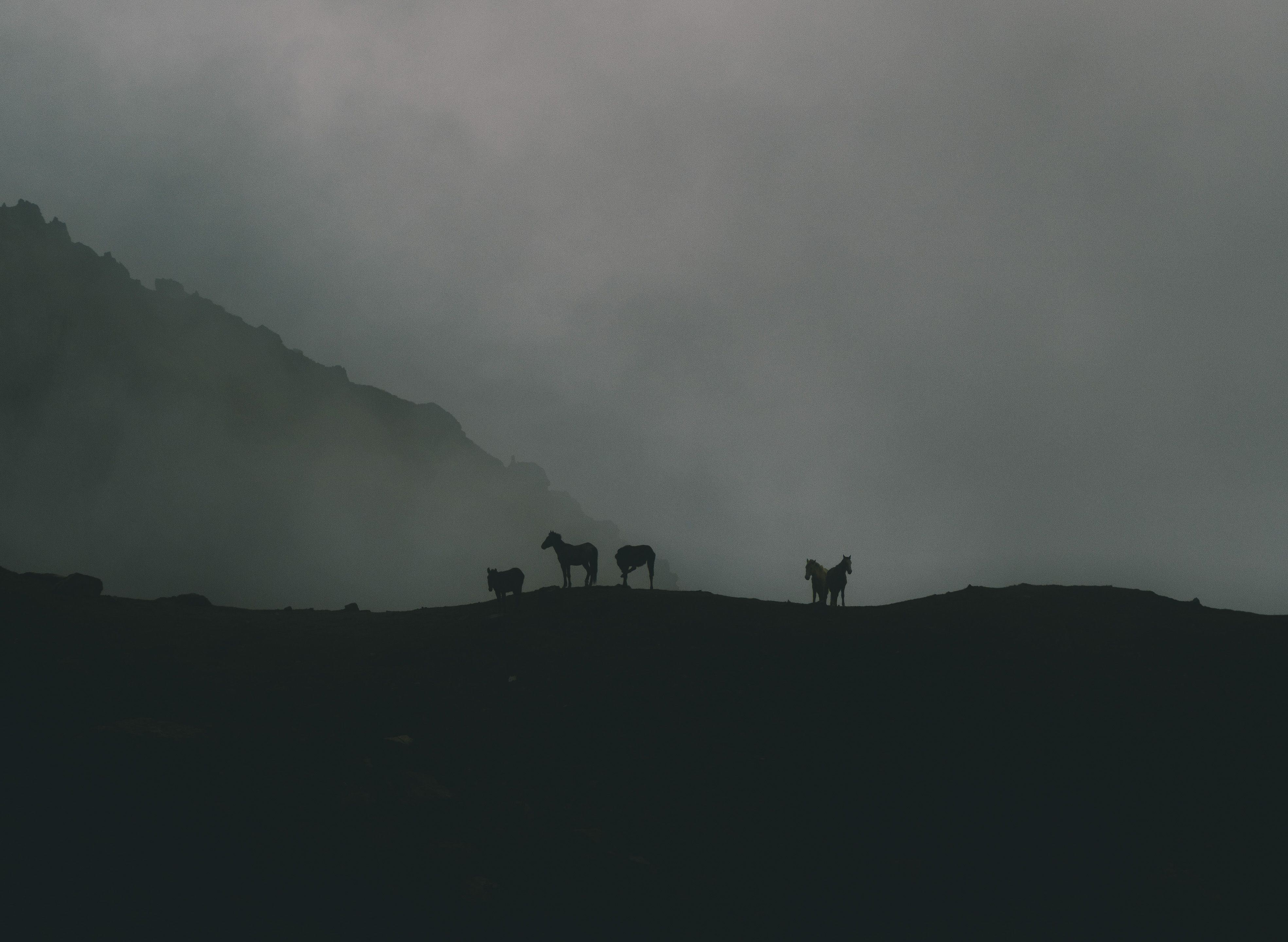 Silhouettes of horses standing along a high Andean ridgeline, partially obscured by thick fog and low clouds.