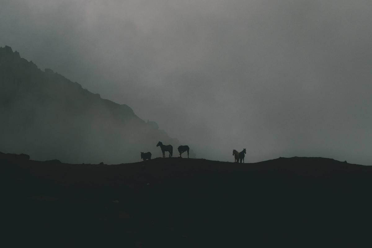 Silhouettes of horses standing along a high Andean ridgeline, partially obscured by thick fog and low clouds.