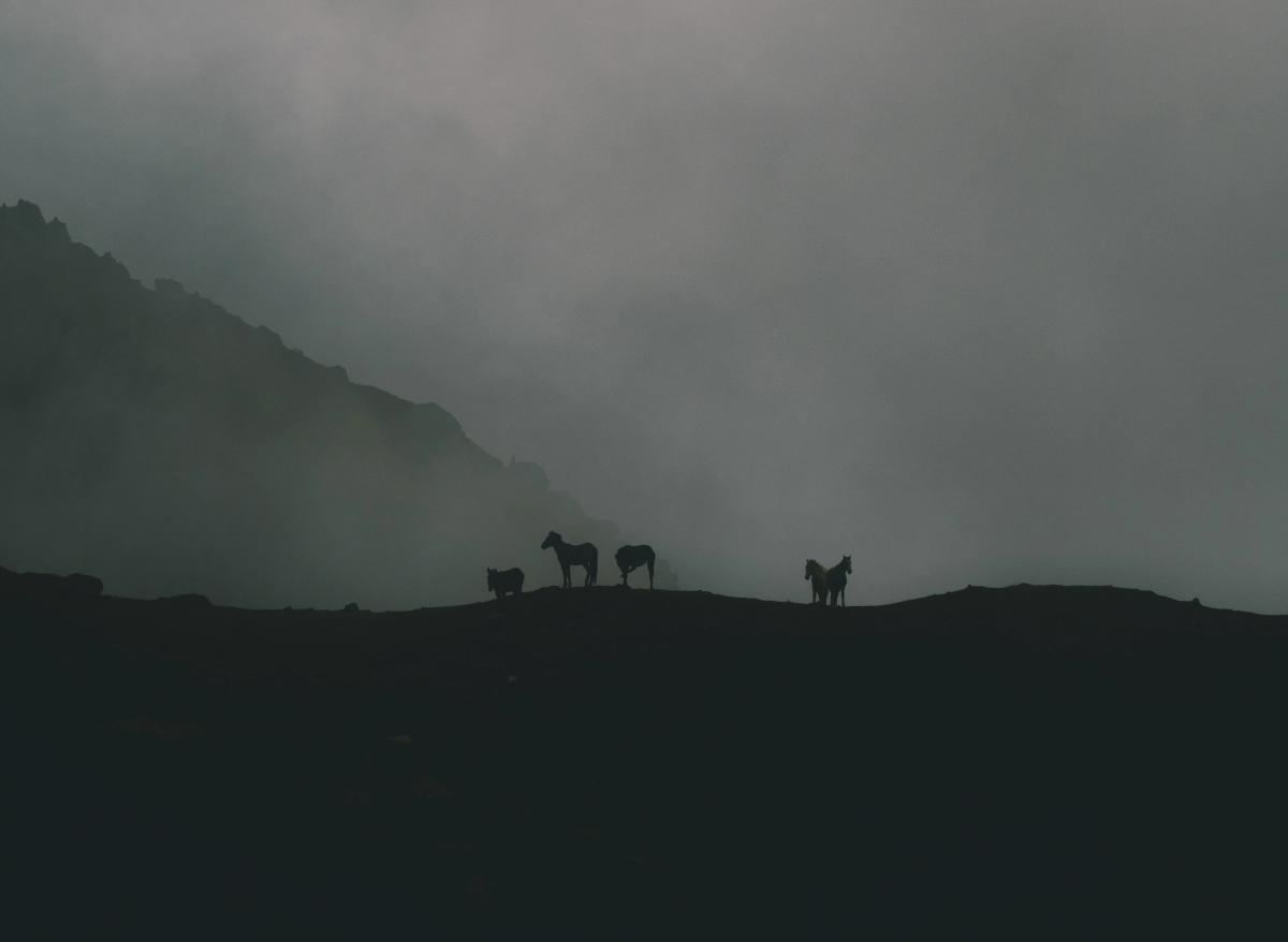 Silhouettes of horses standing along a high Andean ridgeline, partially obscured by thick fog and low clouds.