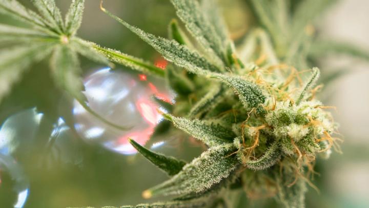 Study: Let Marijuana And Gambling Mix In Nevada
