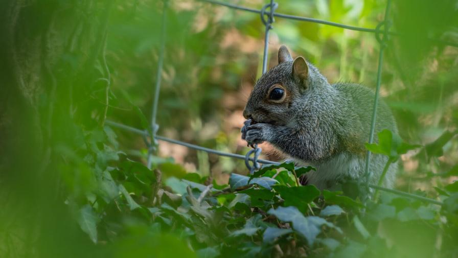 Schuetz: Sports Integrity Efforts And Stopping Dumb Critters