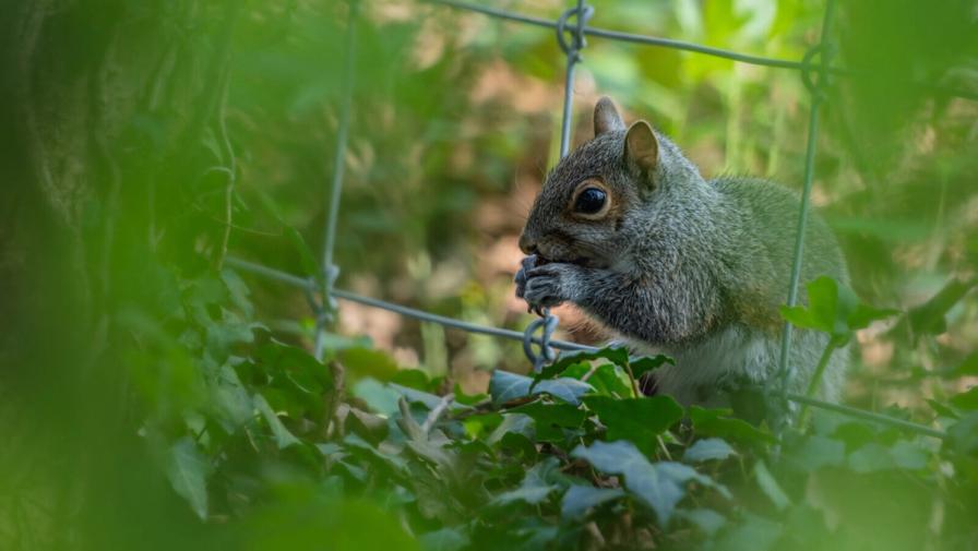 Schuetz: Sports Integrity Efforts And Stopping Dumb Critters