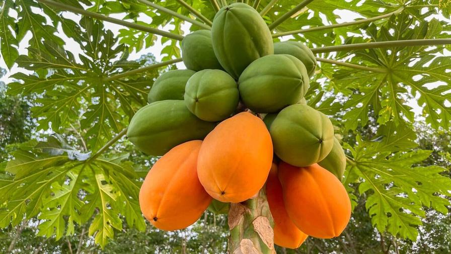 papaya