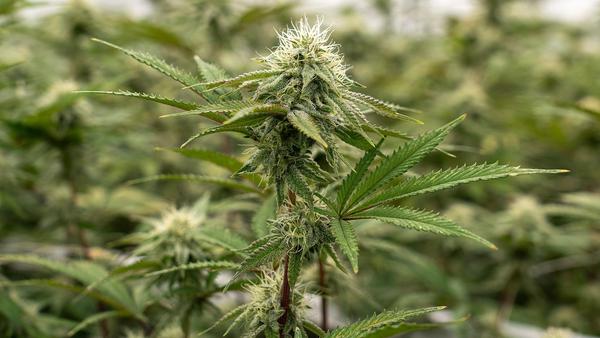 cannabis-las-vegas