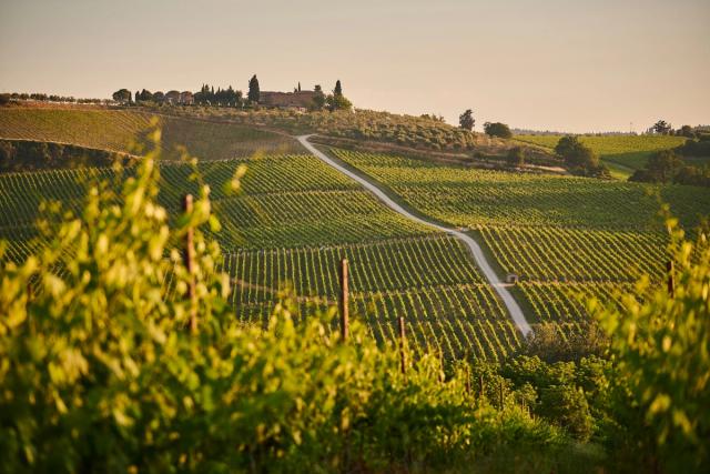 Filari sulle colline del Chianti