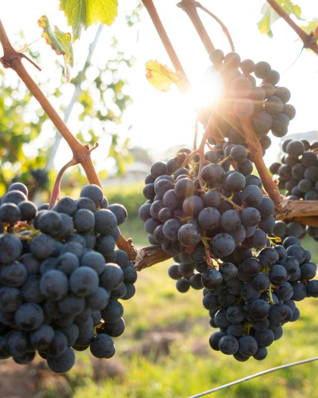 Il borgo in collina visto tra i cipressi