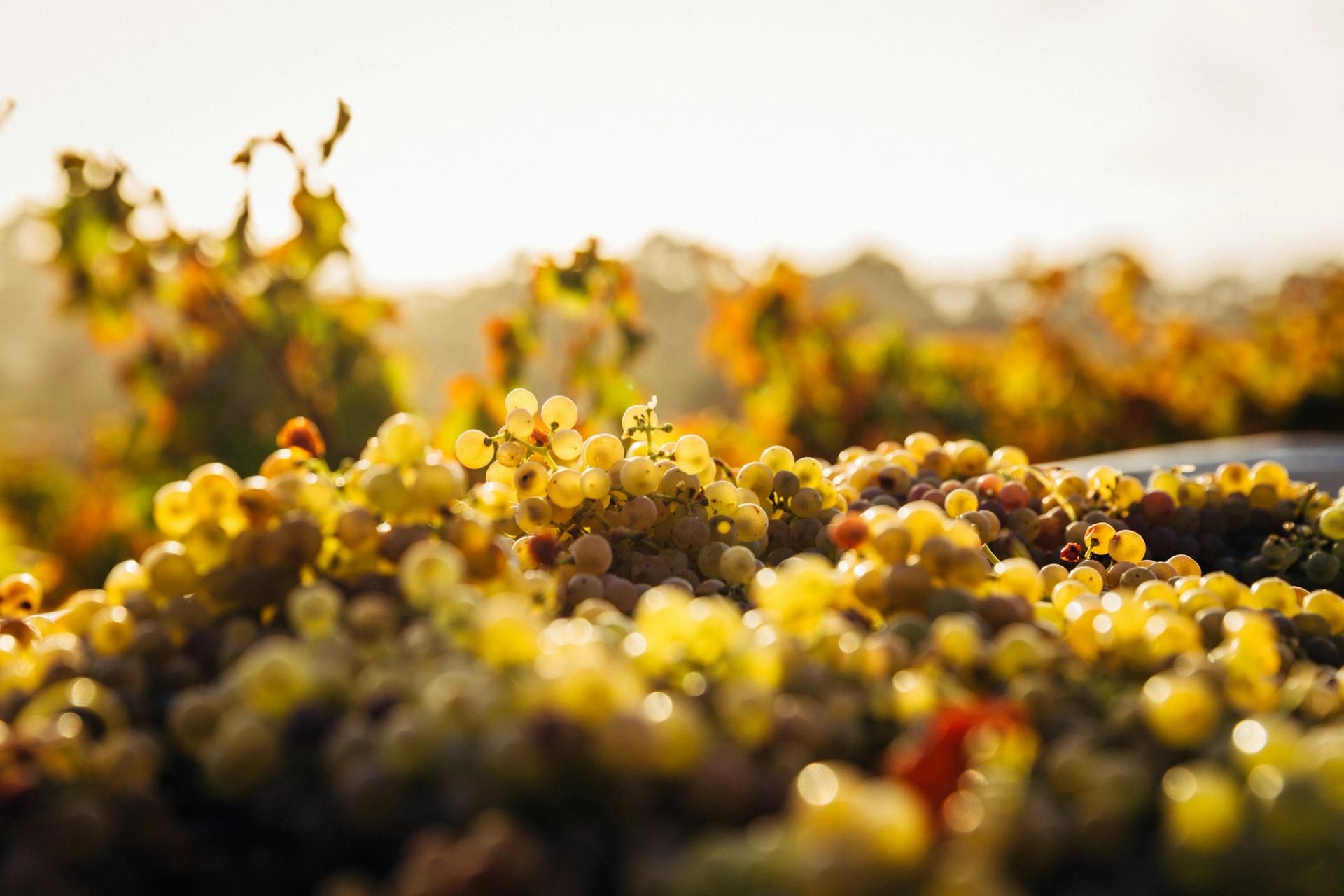 Grappoli al tramonto, poco prima della vendemmia
