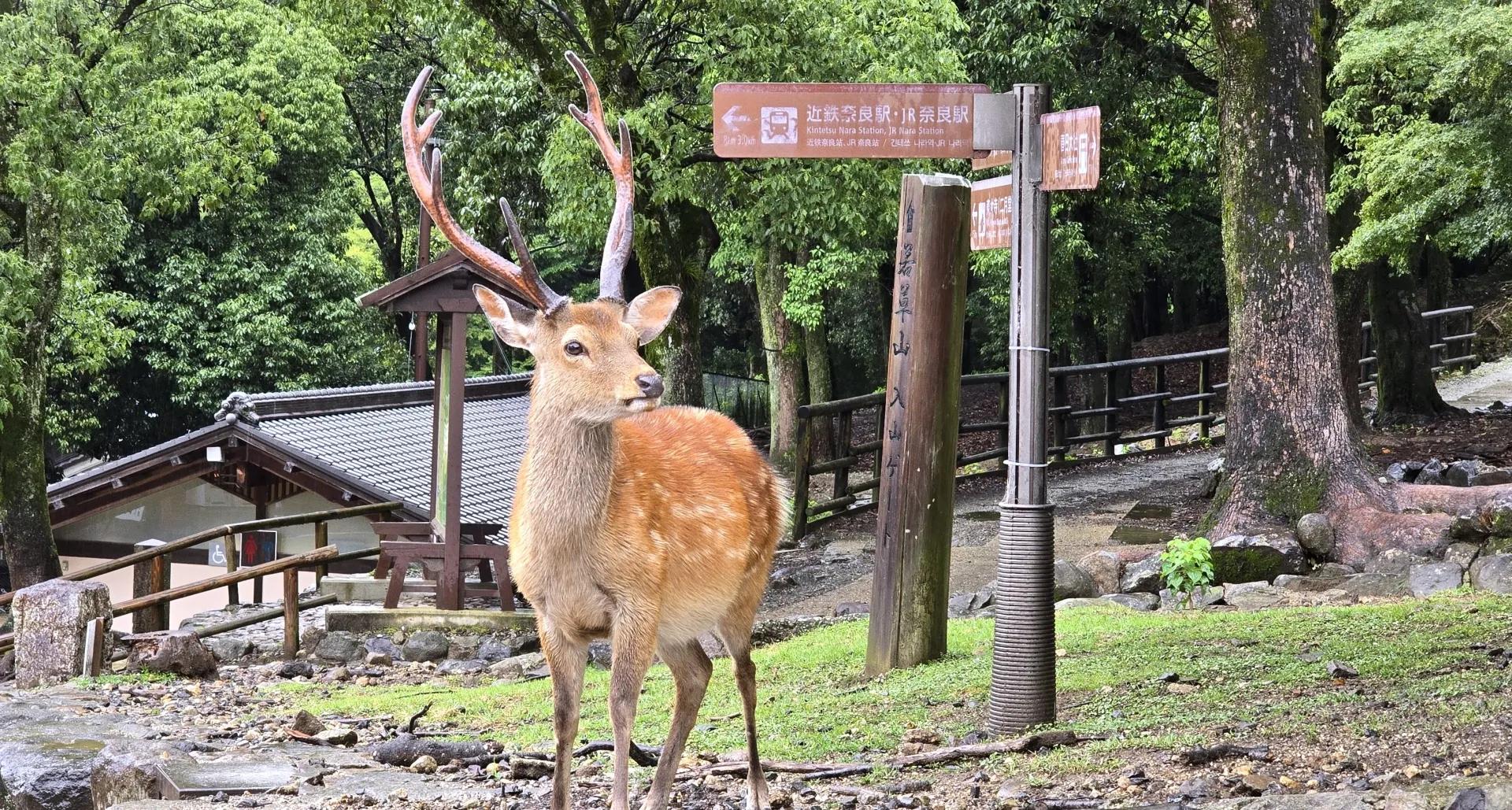 Osaka Round Trip | Nara Park, Temple and Shrine