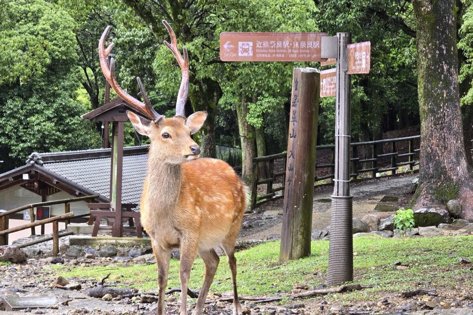 Osaka Round Trip | Nara Park, Temple and Shrine