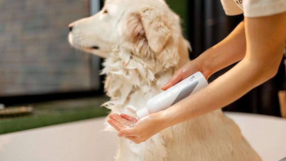 Remove Dog Smell Naturally