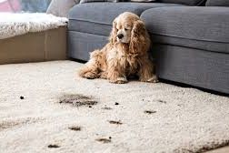 Remove Pet Smell from House