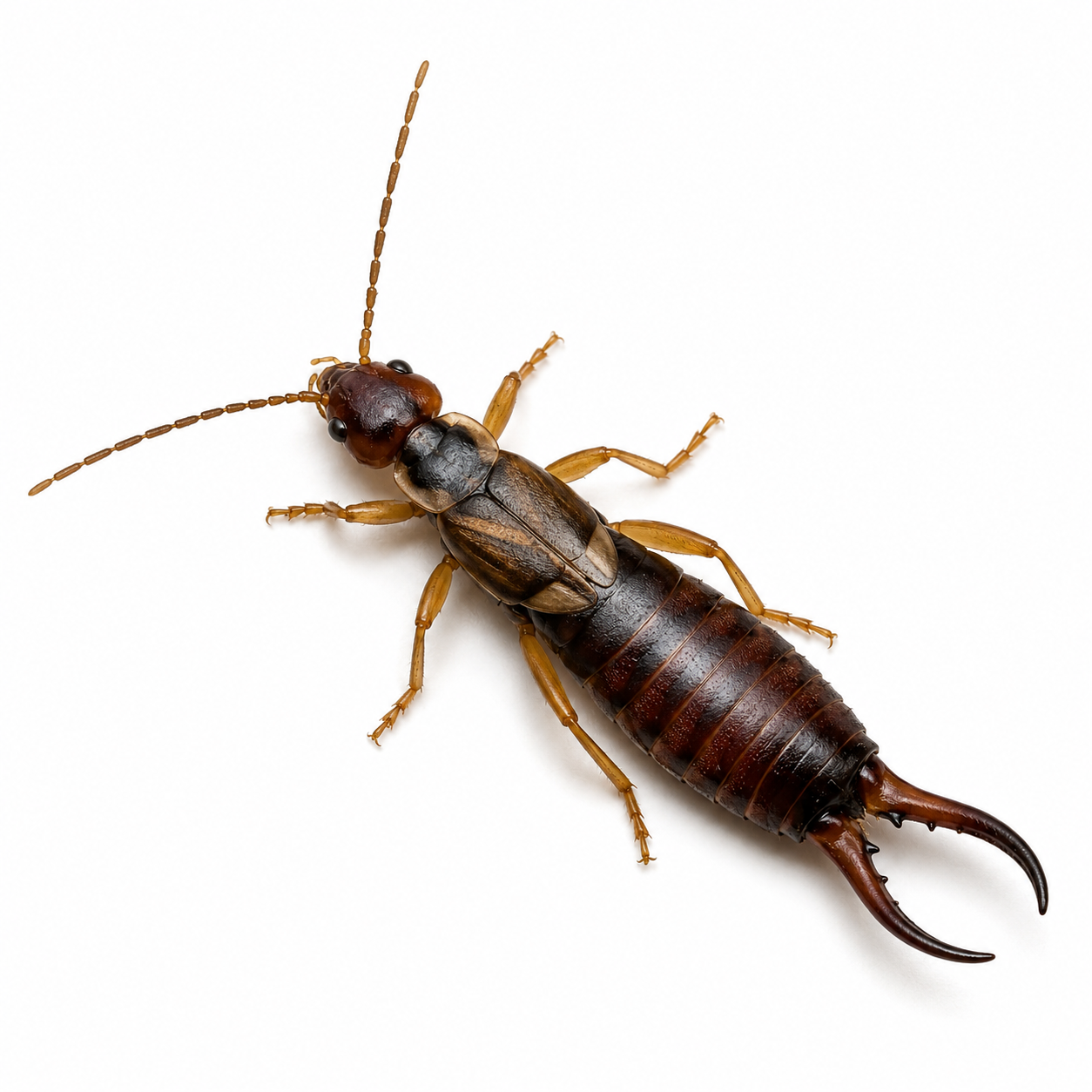 earwig pest control in thornton colorado