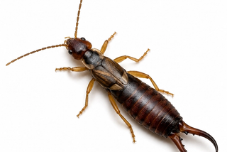 earwig pest control in thornton colorado
