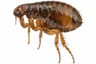 flea pest control in thornton colorado