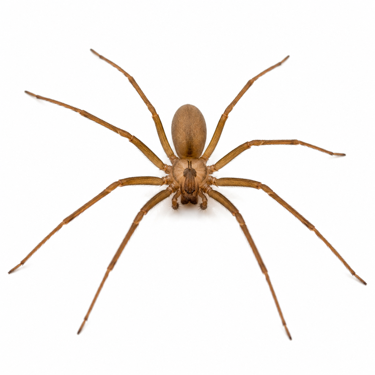 brown recluse spider pest control in thornton colorado