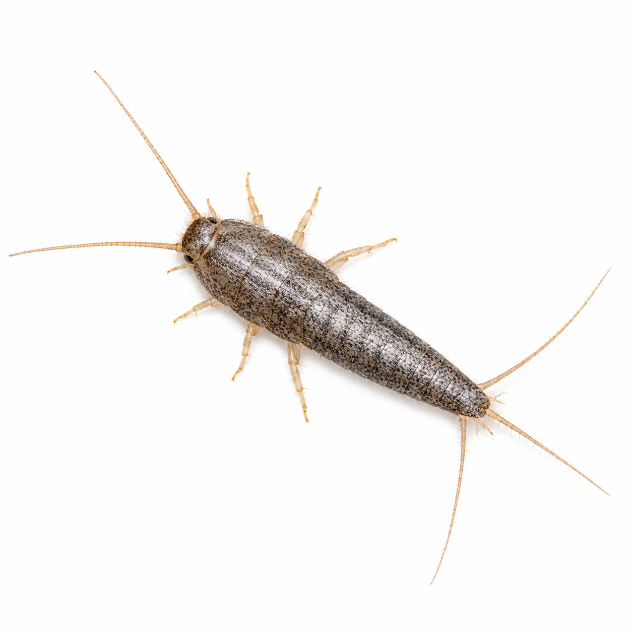 silverfish pest control in thornton colorado